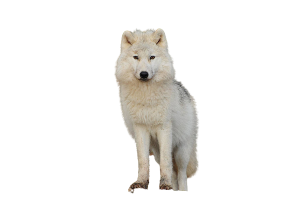 white wolf