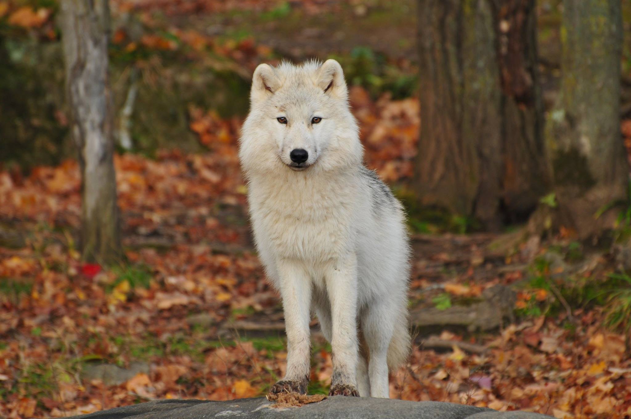 while wolf with background